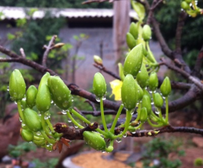 hoa mai vàng trồng tại vườn của người dân