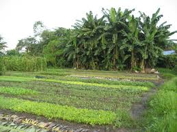 Tư vấn pháp luật miễn phí đối với thủ tục chuyển đổi mục đích quyền sử dụng đất