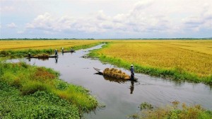 Trình tự thuê đất nông nghiệp vượt hạn mức giao đất